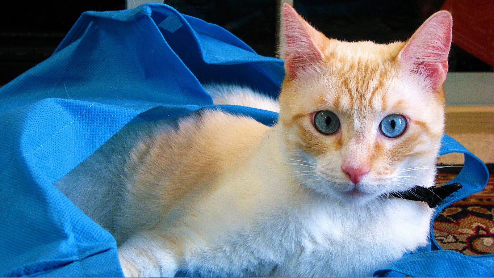 kedi ingilizce